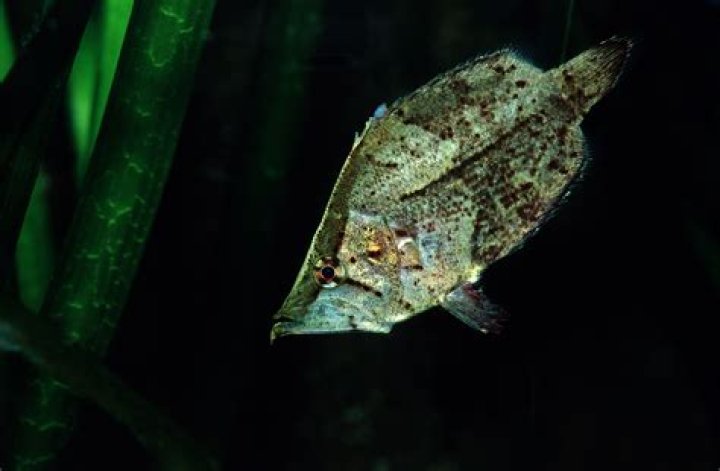 How do I get speckled Leaffish?