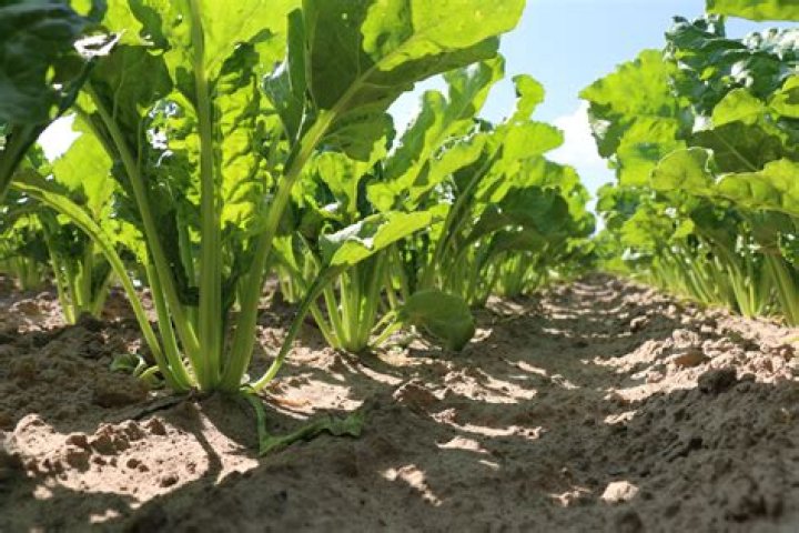 What is a common use for the tops of sugar beet plants and the beet pulp residue?