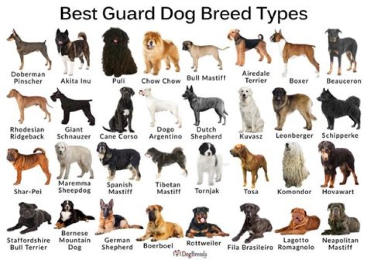What is the least protective dog breed?
