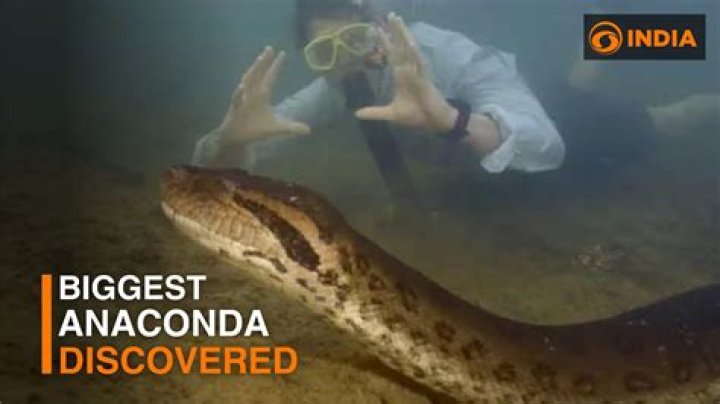 Whats the biggest anaconda ever found?